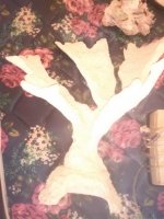 coral1.jpg