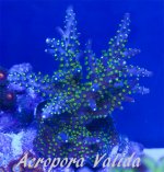 acropora valida.jpg