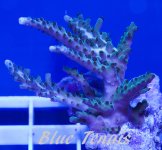 blue tenuis 1.jpg