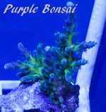 purple bonsai.jpg