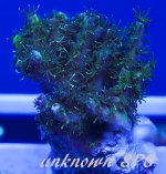 unknown sps.jpg