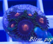blow pop 1.jpg
