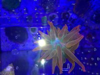 ImageUploadedByReefs2014-07-09 17:34:31 EDT.jpg