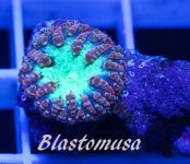 blastomusa.jpg