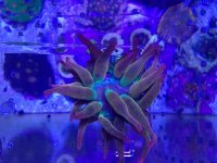 ImageUploadedByReefs2014-07-09 17:34:44 EDT.jpg