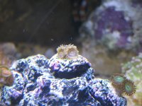 UnknownZoa3FSp.JPG UnknownZoa3FSp.JPG