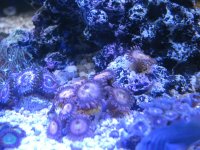 UnknownZoa2.JPG UnknownZoa2.JPG