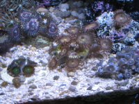 UnknownZoa2FSp.JPG UnknownZoa2FSp.JPG