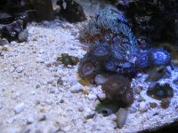 UnknownZoa1.JPG UnknownZoa1.JPG