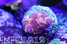 161784d1404934509-z-n-p-pack-img_7415.jpeg