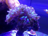 ImageUploadedByReefs2015-02-15 23:19:43 EST.jpg