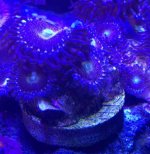 ImageUploadedByReefs2014-05-15 11:56:54 EDT.jpg