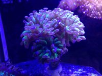 ImageUploadedByReefs2015-02-15 23:20:03 EST.jpg