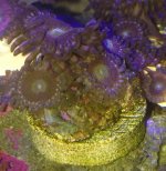 ImageUploadedByReefs2014-05-15 11:57:01 EDT.jpg