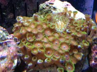 ImageUploadedByReefs2014-05-15 20:00:09 EDT.jpg