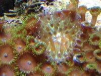 ImageUploadedByReefs2014-05-15 20:01:20 EDT.jpg