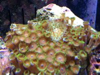 ImageUploadedByReefs2014-05-15 20:01:40 EDT.jpg