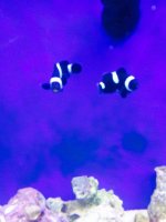 ImageUploadedByReefs2015-04-05 21:53:55 EDT.jpg