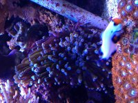 ImageUploadedByReefs2014-08-25 16:42:12 EDT.jpg