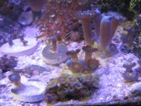 IMG_1121.JPG