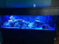 ImageUploadedByReefs2014-07-11 13:47:39 EDT.jpg