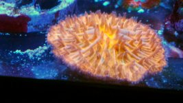 orange plate.jpg