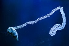 Snail laying eggs.jpg