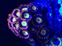 ImageUploadedByReefs2015-02-17 10:22:37 EST.jpg