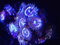 ImageUploadedByReefs2015-02-17 10:22:51 EST.jpg