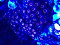 ImageUploadedByReefs2015-02-17 10:23:04 EST.jpg