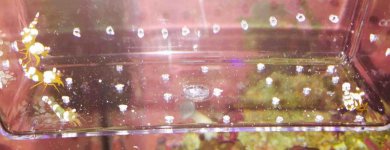 ImageUploadedByReefs2014-10-12 23:04:32 EDT.jpg