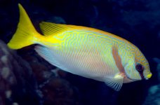 Siganus_doliatus_edit.jpg
