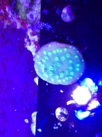 ImageUploadedByTapatalk1409098172.313713.jpg ImageUploadedByTapatalk1409098172.313713.jpg