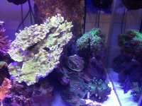 IMG_1903.jpg