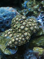 Zoa 1.jpg