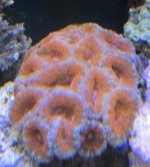 IMG_2235.jpg
