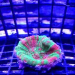 Candy-Apple-Scoly-2.jpg