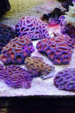 ImageUploadedByReefs2014-07-12 11:31:00 EDT.jpg