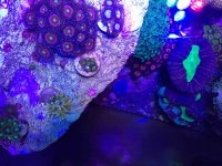 ImageUploadedByReefs2015-04-09 18:13:59 EDT.jpg