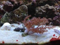 ImageUploadedByReefs2014-11-17 16:40:43 EST.jpg