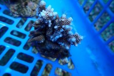 286. Acropora - 02.50 Inch - USD. 12.00.jpg
