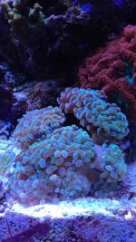 ImageUploadedByReefs2014-08-27 20:06:38 EDT.jpg