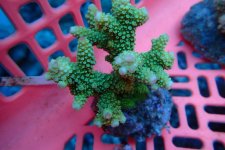 346. Acropora - 03.00 Inch - USD. 12.00.jpg