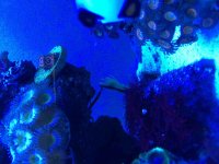 ImageUploadedByReefs2014-05-17 13:35:14 EDT.jpg