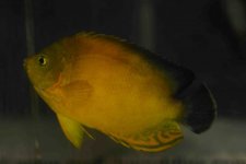 hybrid angelfish.jpg