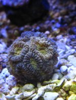 IMG_2461.jpg