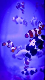 clowns12.jpg