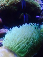 ImageUploadedByReefs2015-05-11 19:29:59 EDT.jpg
