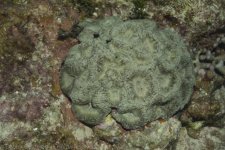 what coral is this - daylight in grand Cayman 2 (1 of 1).jpg