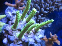 IMG_0896.jpg